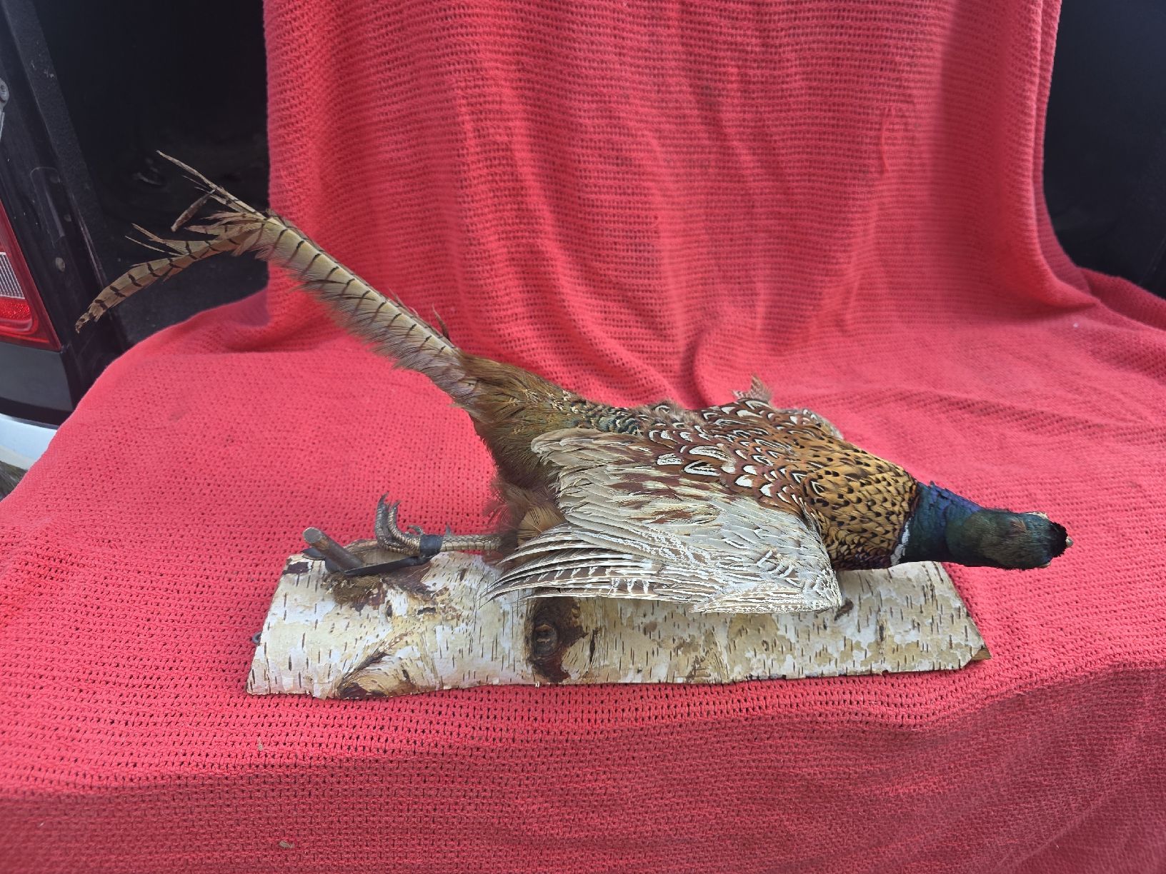 Il mondo degli animali: Präperat Fasan – Usato da Hasle LU venduto da Auctions_Hunters 2