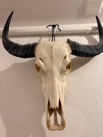 Büffelschädel