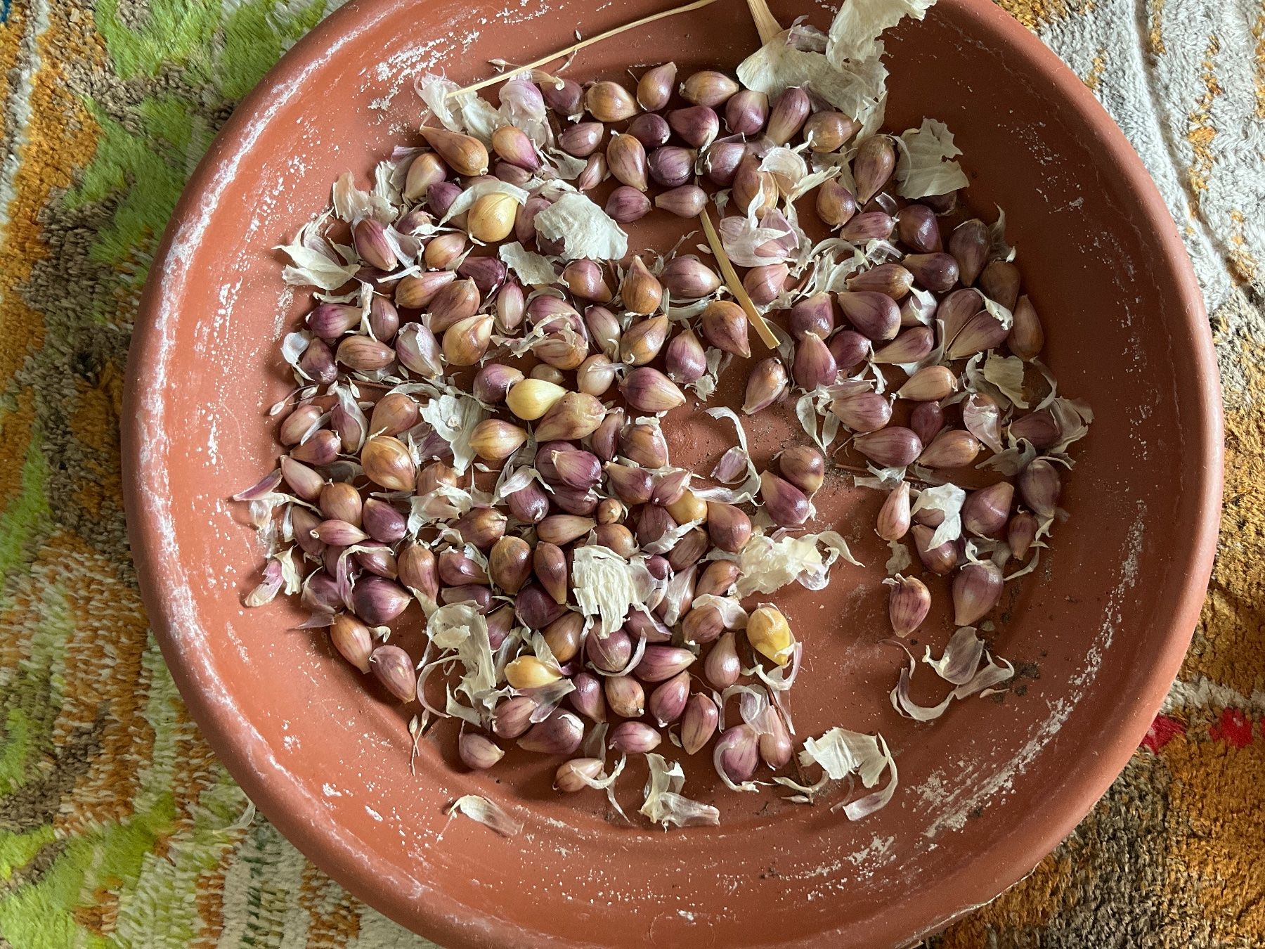Piante & sementi: Rebbergknoblauch – Nuovo (secondo la descrizione) da Rubigen venduto da Globbine 1