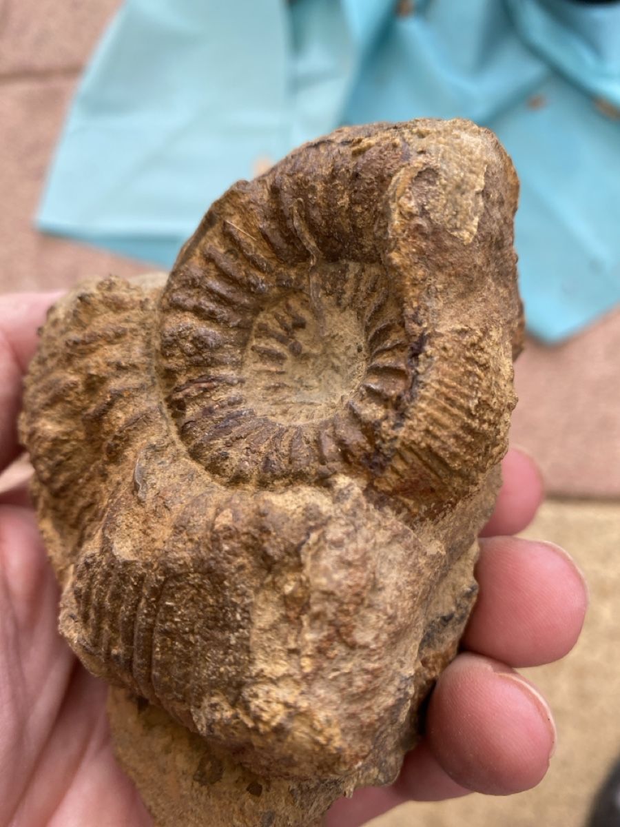 Fossili: Ammonit-Stephanoceras – Usato da Liestal venduto da Stephanoceras1 3