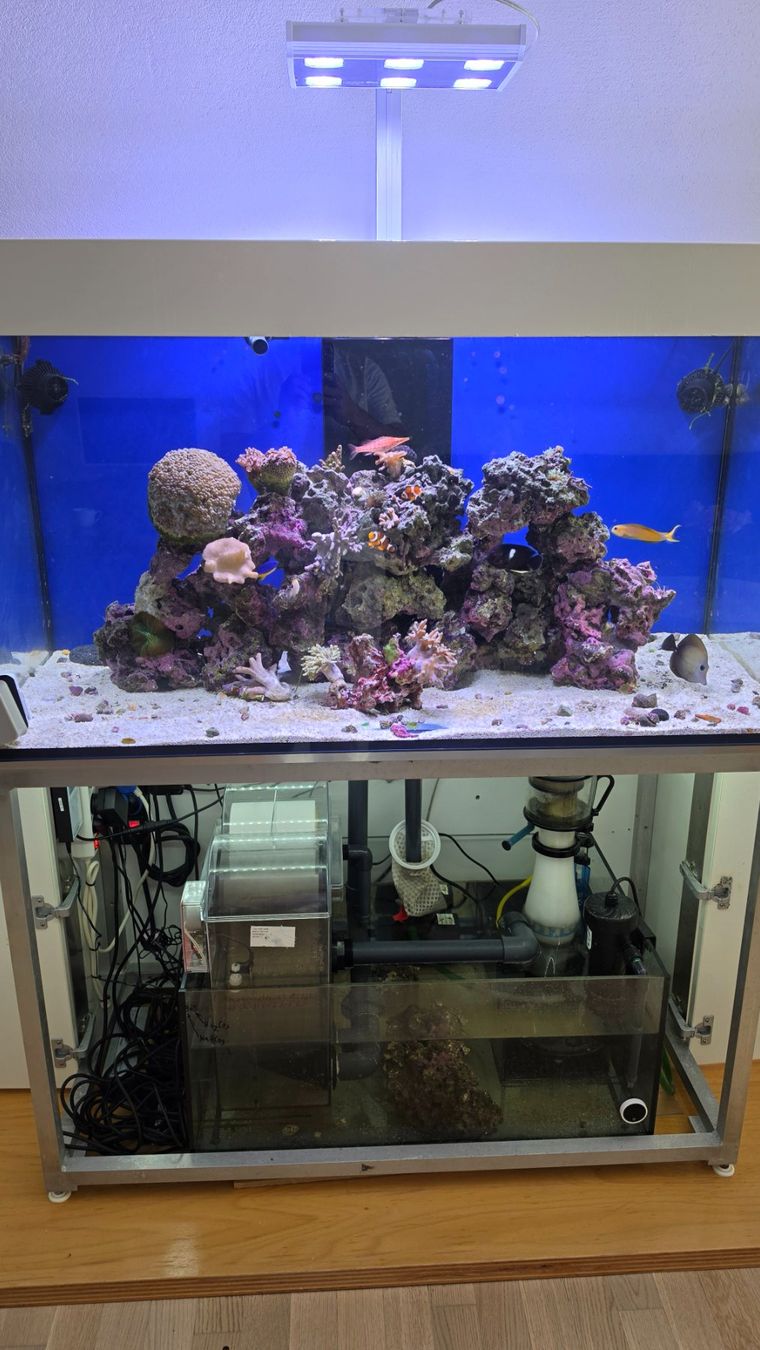 Aquarium: Theiling Experience Meerwasseraquarium 430 l – Gebraucht aus Wetzikon ZH von VipFashion