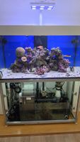Theiling Experience Meerwasseraquarium 430 l