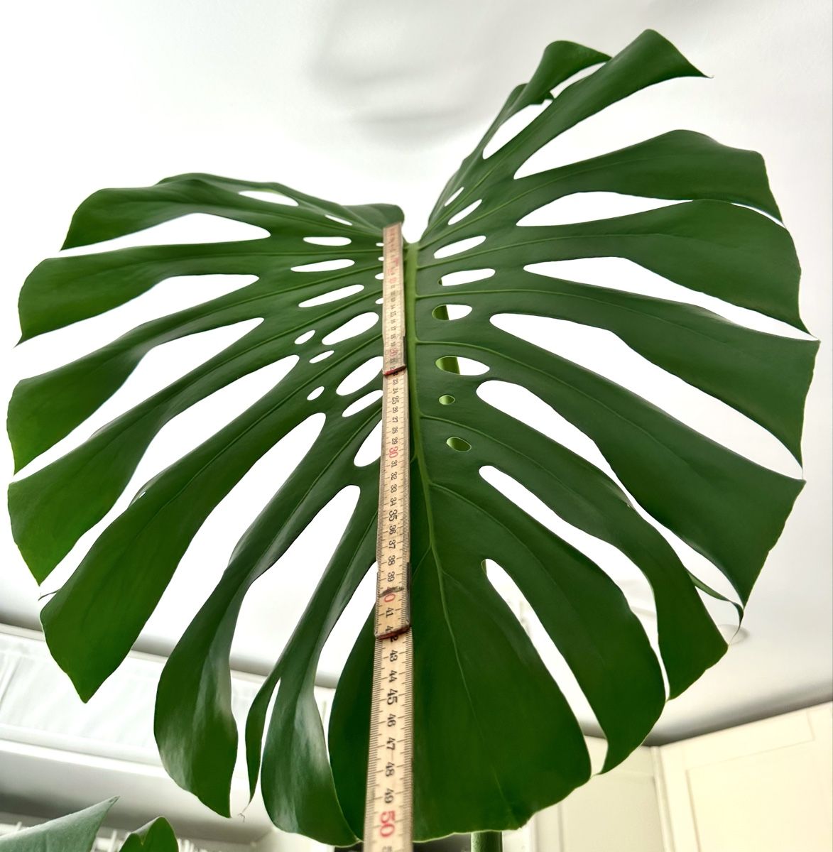 Pflanzen & Samen: Monstera Deliciosa – Gebraucht aus Bern von ACR12 5