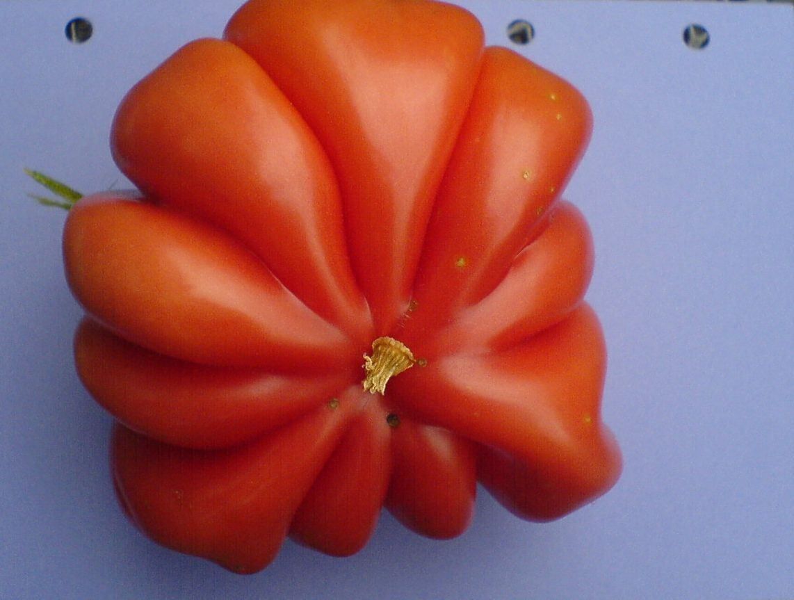 Piante & sementi: Tomatensorte: Bührer Keel - Setzling! – Nuovo (secondo la descrizione) da Steffisburg venduto da Petroselium