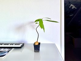 Avocado Baum