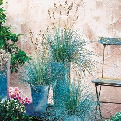 Piante & sementi: Fétuque bleue 100g – Nuovo (secondo la descrizione) da Bremblens venduto da FIBONACCI369 5