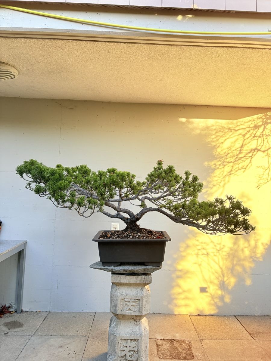Beeindruckender Pinus Bonsai Solitr (Neu (gemss Beschreibung)) in Gossau  SG fr CHF 630  nur Abholung auf Ricardo kaufen