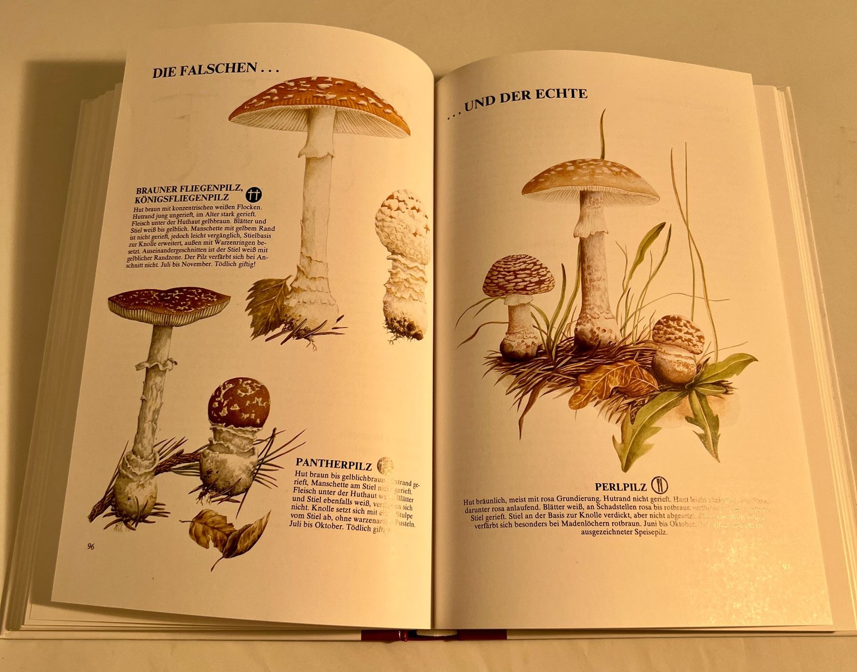 Libri: Pilze suchen, ein Vergnügen - Buch – Usato da Zürich venduto da Drahtzug 5