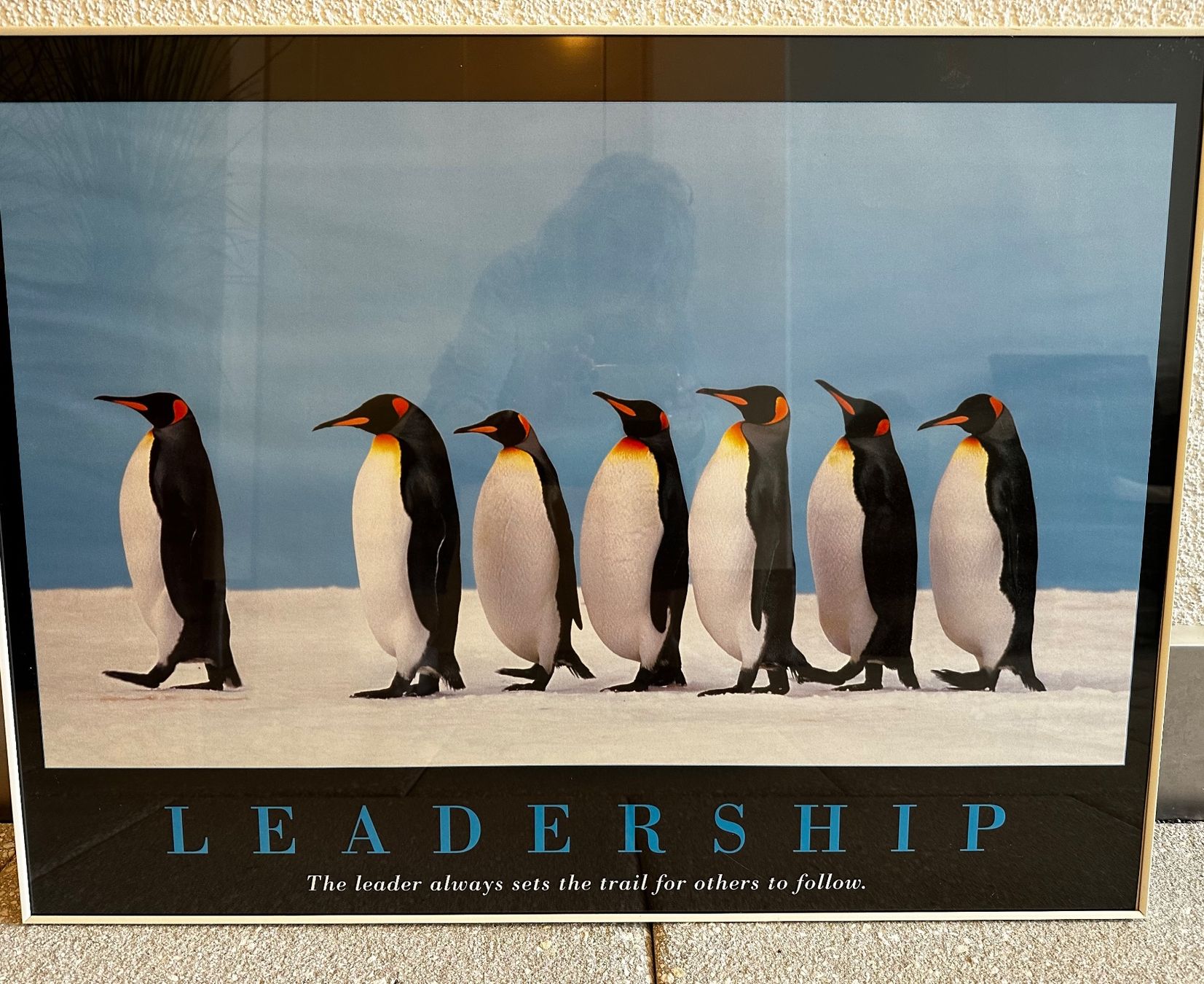 Foto & Immagini: Bild mit Rahmen Pinguine Leadership – Usato da Wangen SZ venduto da futura14 1