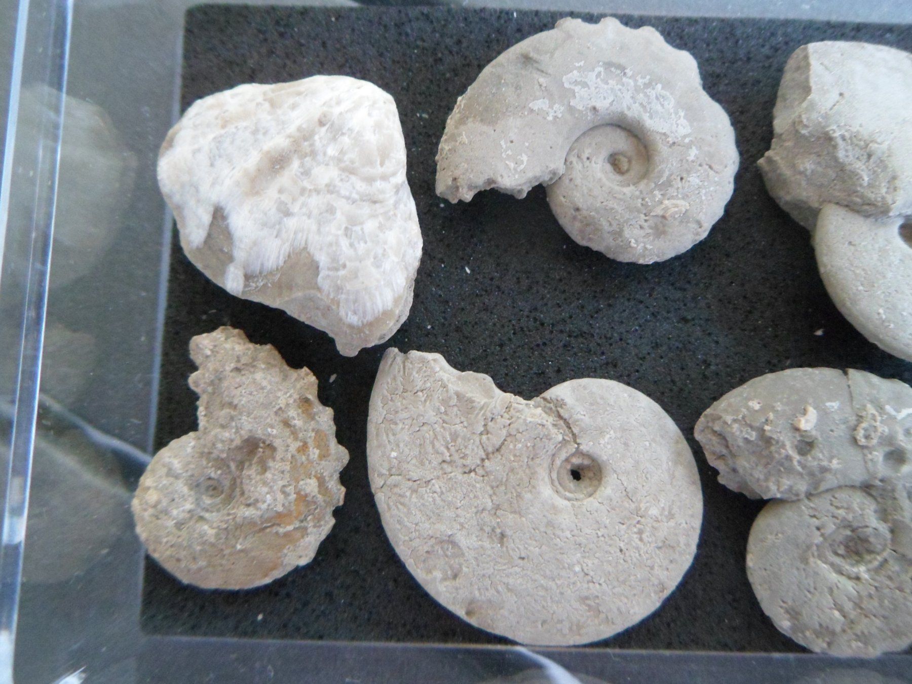 Fossilien: Fossil Schweiz – Gebraucht aus Affoltern am Albis von Fossil60 3