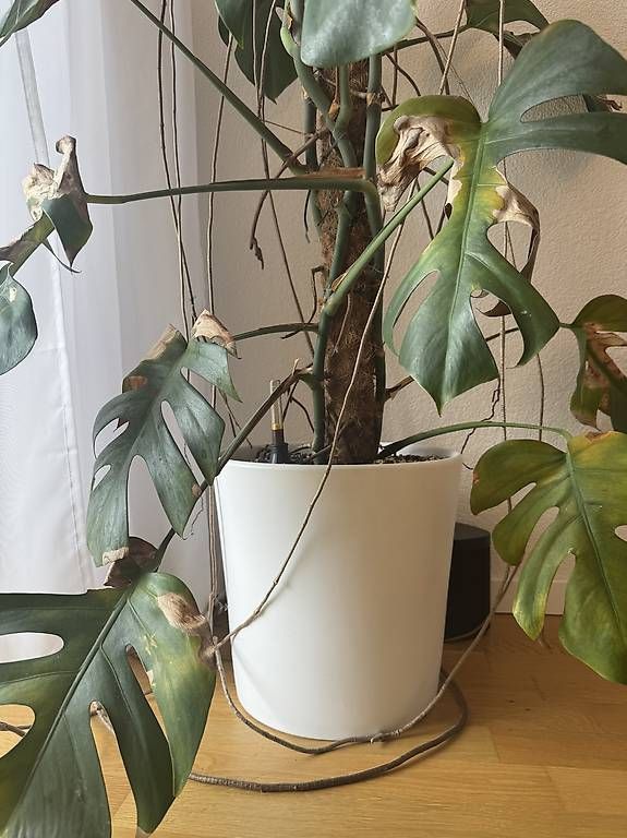 Piante & sementi: Pflanze Monstera / Fensterblatt – Usato da Liebefeld venduto da BernVerkaufAnkauf 4