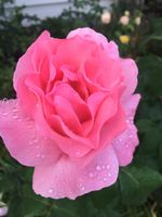 GROSSE, HOCH WACHSENDE ROSE/ROSEN - ROSAROT