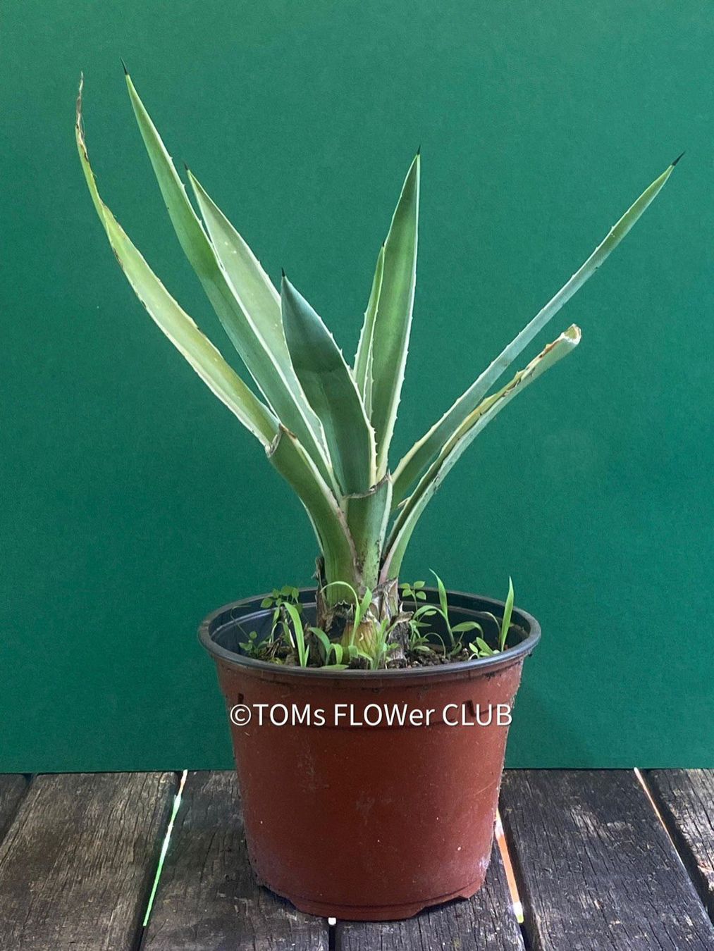 Piante & sementi: Agave Angustifolia Marginata - Sonne liebend – Nuovo e nell'imballaggio originale da Adliswil venduto da astom369 5