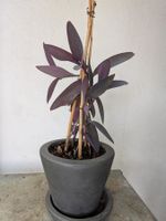 Mexikanische Dreimasterblume