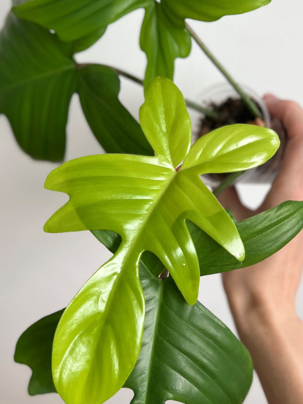 Plantes & graines: Philodendron Florida Ghost😍 – D'occasion à Glattpark(Opfikon) par ste_n99y 2