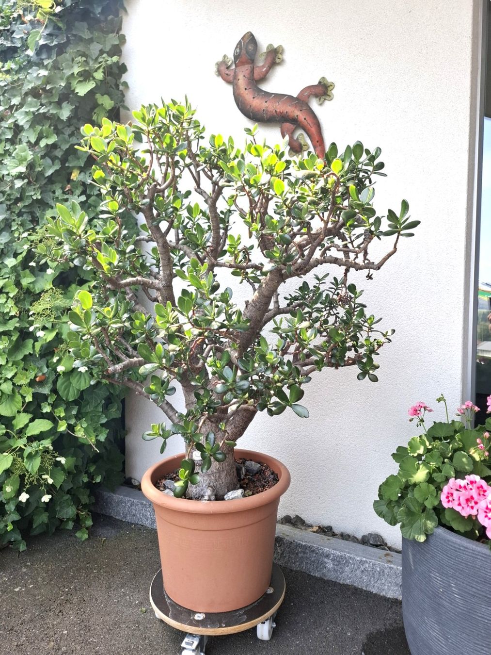 Piante & sementi: Crassula Ovata, Geldbaum in Baumform – Usato da Bennau venduto da Hhampi