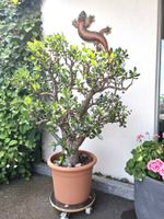 Crassula Ovata, Geldbaum in Baumform