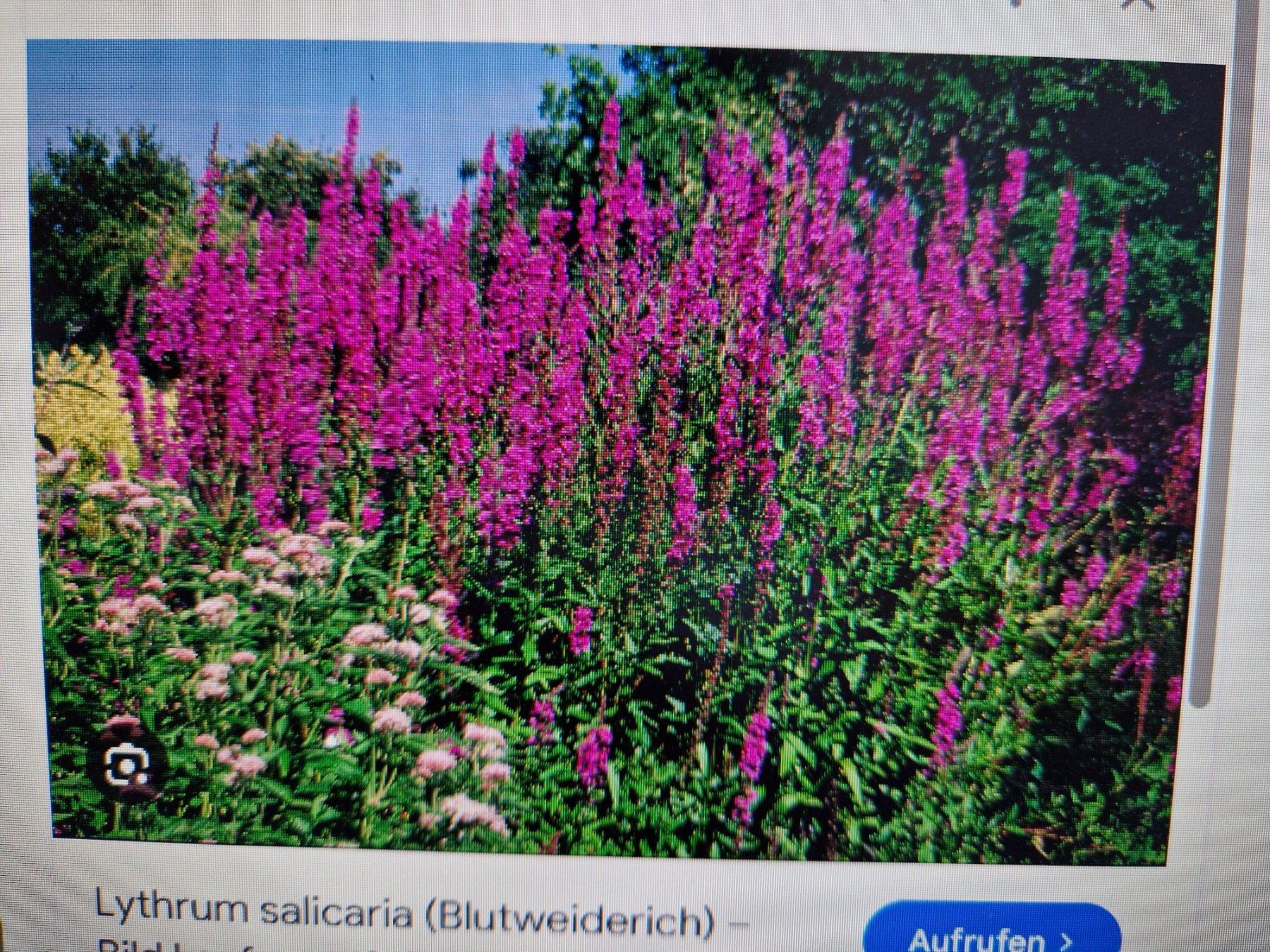 Piante & sementi: Balkon-/Gartenpflanze: Blutweiderich – Usato da Münchenbuchsee venduto da Aare22 8