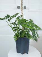 Monstera 'Monkey Leaf (Monstera adansonii) Plant 60 cm