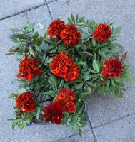 Samen STUDENTENBLUME TAGETE  GAROFANO INDIANO Pflanzen Blume
