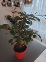 Gummibaum Zimmerpflanze, Höhe 80cm, Topf inklusive 🌱