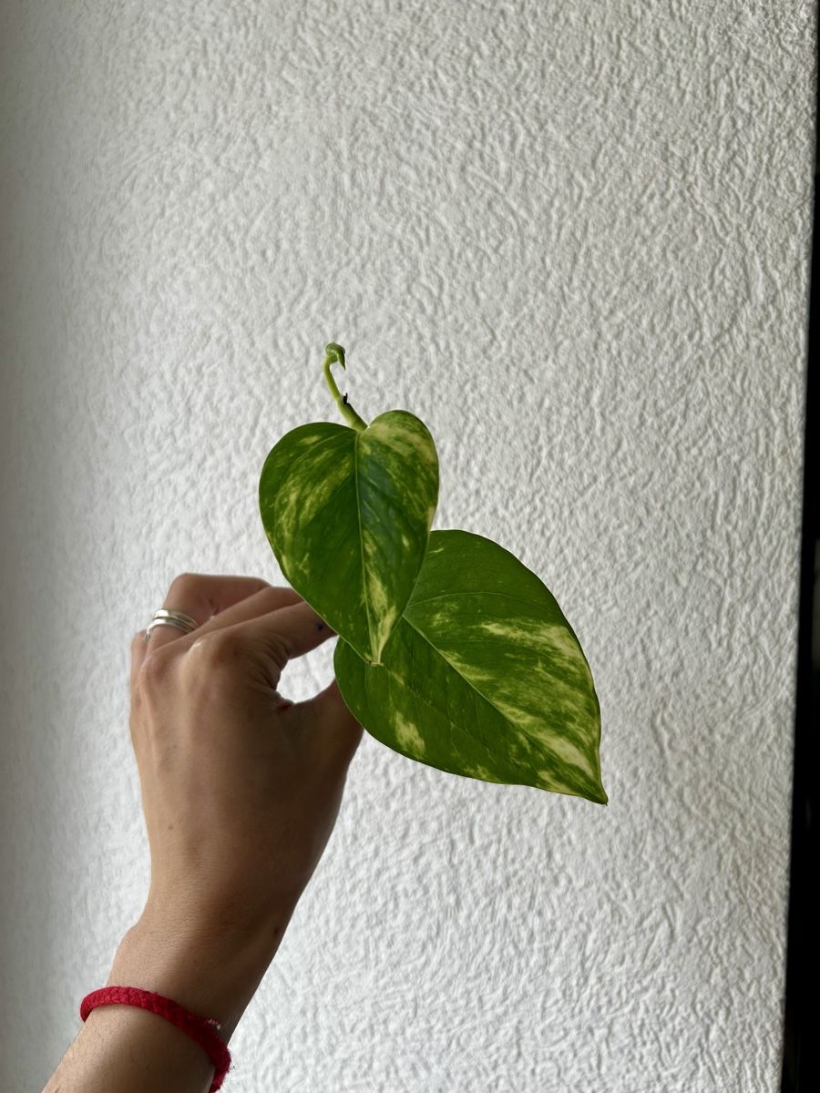 Pflanzen & Samen: Pothos Gold boutures – Gebraucht aus Develier von mel_qd2m 2