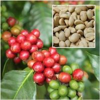 Caféier  Coffea arabica   2 plants 15-20cm
