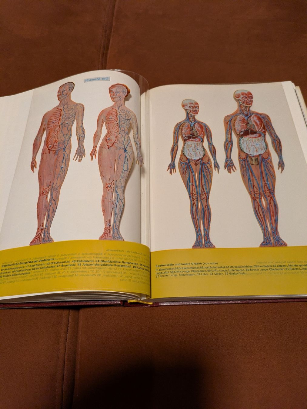 Libri: Bertelsmann Lexikon – Usato da Niederneunforn venduto da Baro6 2