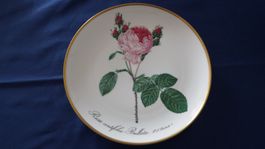 Wandteller Rosa centifolia Bullata Hutschenreuther