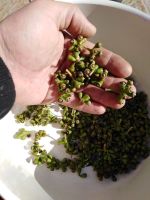 EUCALYPTUS DEGLUPTA ( 15 Fruits secs )