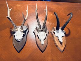 Trophées de chasse vintage des années 1986 - Lot de 3!