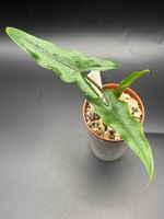 Alocasia Sabrina Narrow (1-4)