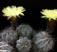 Kaktussamen / Acanthocalycium glaucum WR872 "v Sa. Famatima