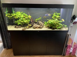 450 Liter Juwel Aquarium 