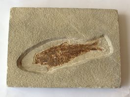 Versteinerter Fisch Fossil Skelett 12 cm im Stein