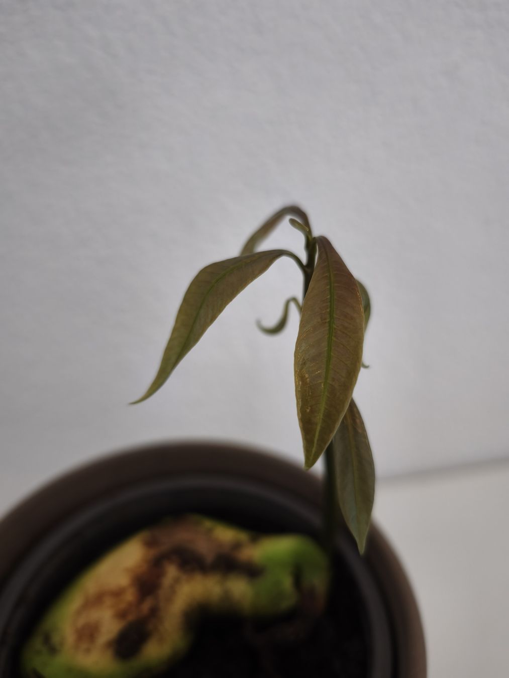 Piante & sementi: Mango Baum Pflanze – Nuovo (secondo la descrizione) da Uznach venduto da Mmanson1 3