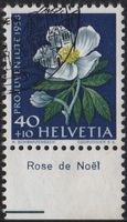 40 Rp. Christrose mit TAB (Rose de Noël)