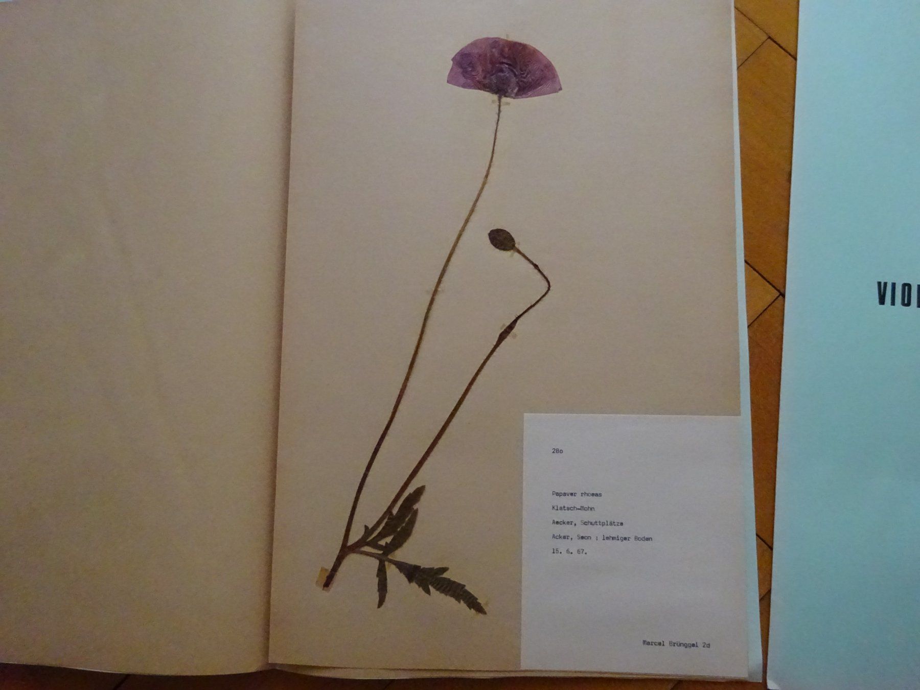 Bücher: Herbarium aus Seon / 10 Botanik – Gebraucht aus Esslingen von eintagammeer 2