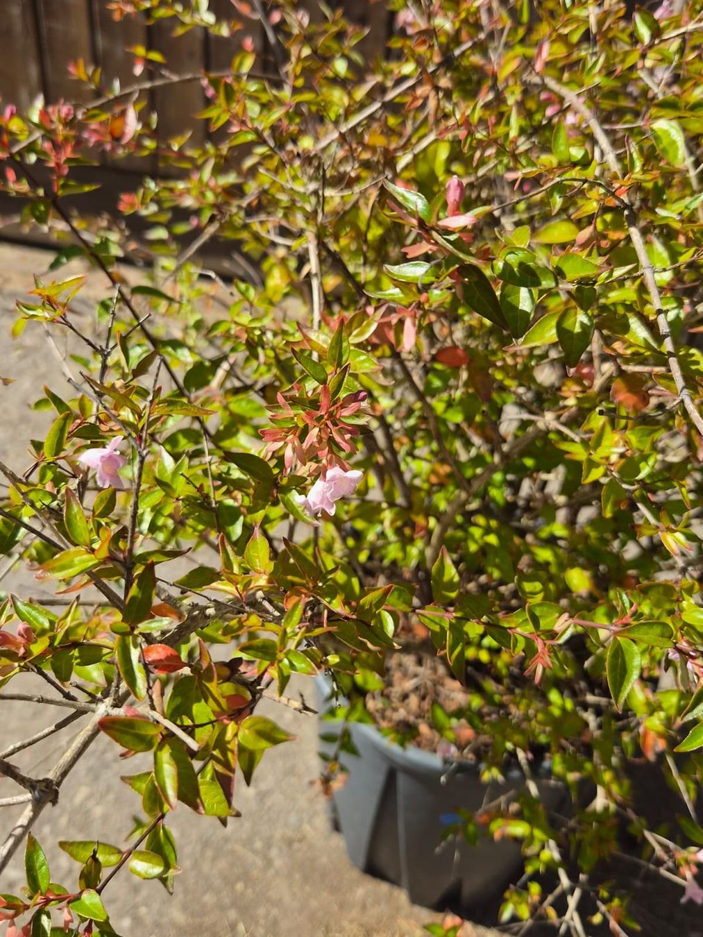 Pflanzen & Samen: wunderschöne Abelia grandiflora 'Compacta' Pflanze – Gebraucht aus Forch von WeberC 2