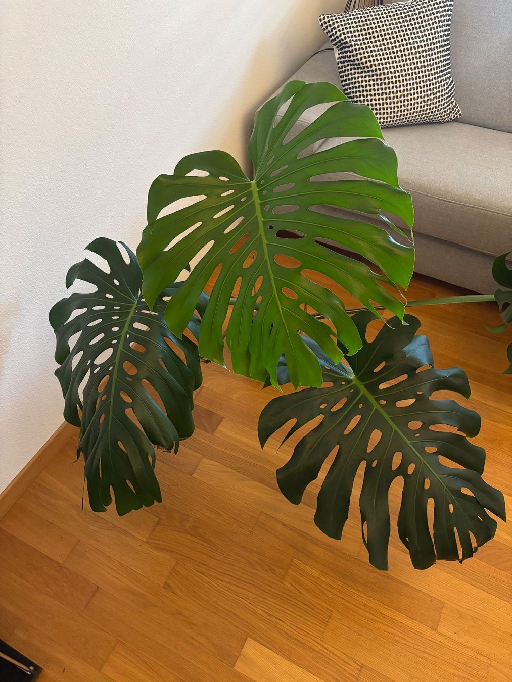 Plantes & graines: Monstera mit grossen Blättern – D'occasion à Zürich par morstu