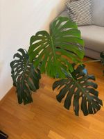 Monstera mit grossen Blättern