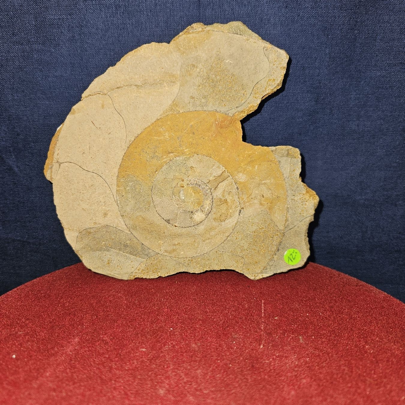 Fossilien: Grosser Ammonit / Fossil ca. 13cm – Gebraucht aus Kriens von gra_fhn7