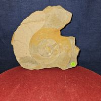 Grosser Ammonit / Fossil ca. 13cm