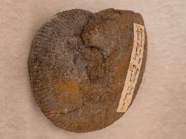 Ammonit aus dem braunen Jura, Fund aus dem Jahr 1840.