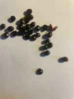 szechuan Pfeffer Samen