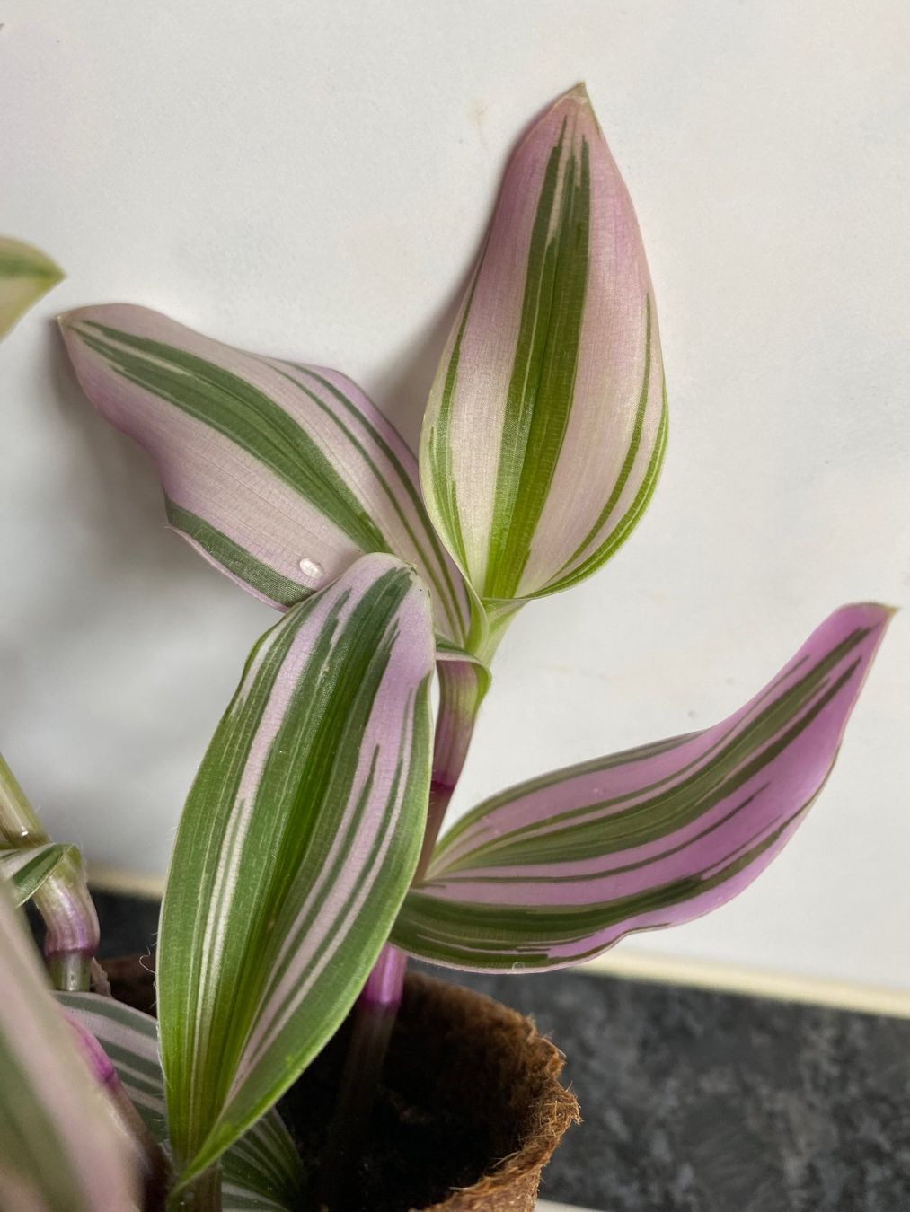 Piante & sementi: Tradescantia blossfeldiana Nanouk – Nuovo (secondo la descrizione) da Winterthur venduto da Aniger 5