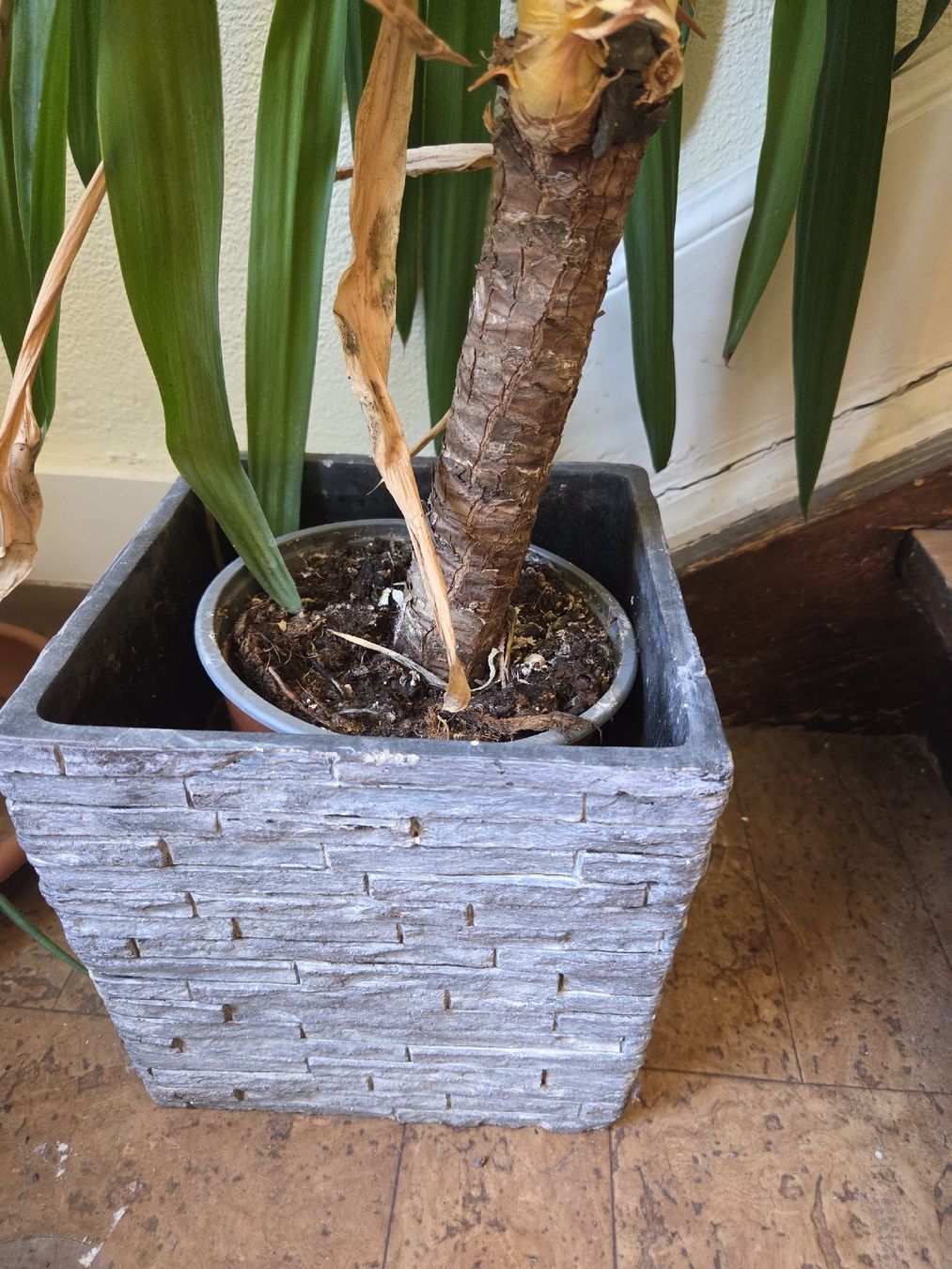 Pflanzen & Samen: Yucca Palme – Gebraucht aus Wädenswil von weihpos 1