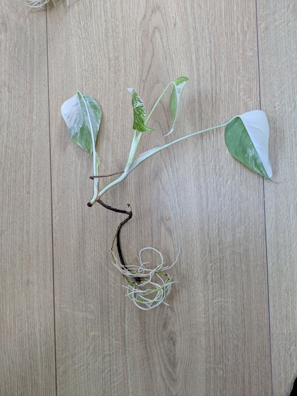 Piante & sementi: Schöne Monstera Variegata Steckling - Rare – Usato da Winkel venduto da Kade50 2