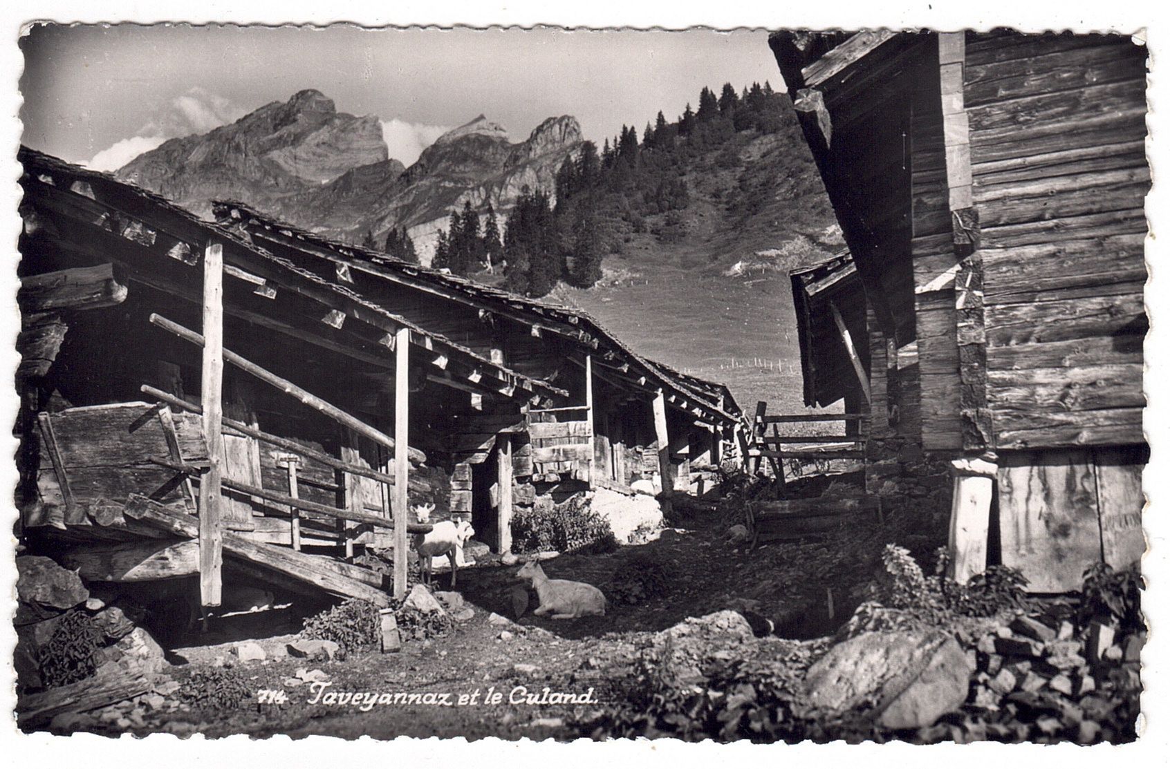 Cartoline postali: Taveyannaz – Usato da La Tour-de-Peilz venduto da amjust
