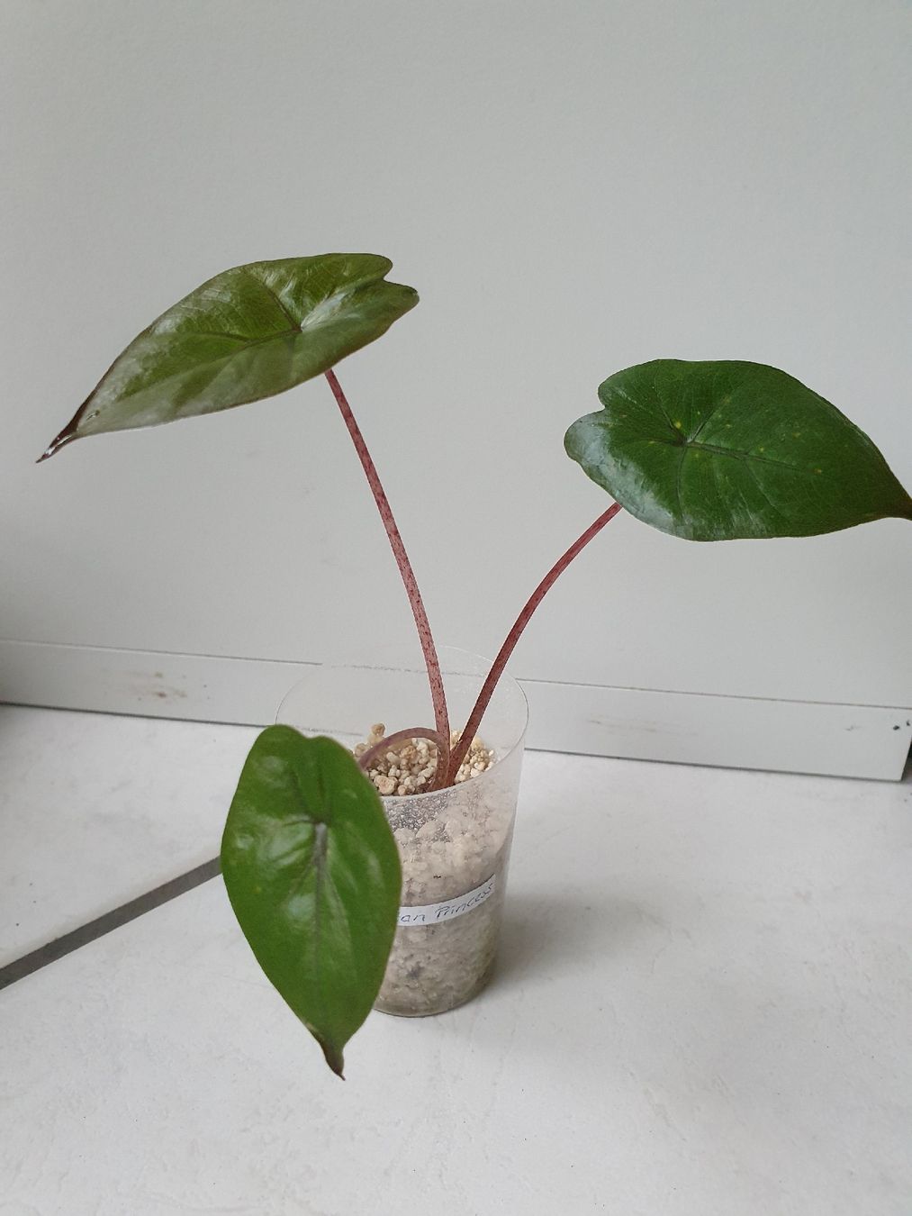 Piante & sementi: Alocasia Yucatan Princess – Usato da Erlinsbach SO venduto da Lea030